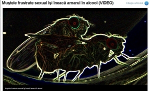Mustele frustrate sexual isi ineaca amarul in alcool
